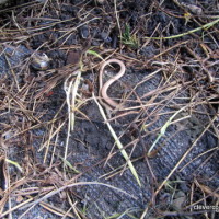Slow-worms in the compost bin.hot composting