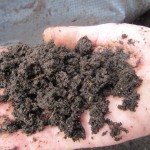 Compost - the finished product.