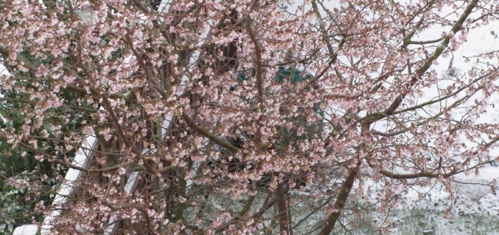 Winter blossom tree