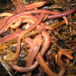 Eisenia Foetida - red worms