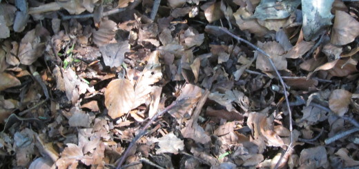 Leaves for composting