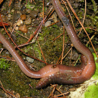 Reproduction in compost worms