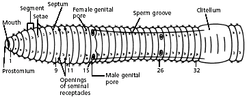 Diagram showing sex organs of an earthworm