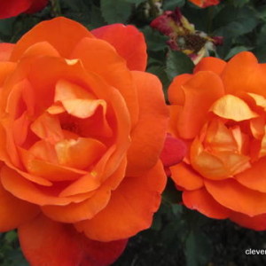 How to Compost Hever Roses