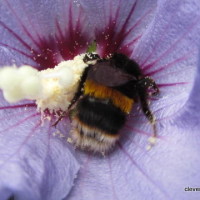 Bee in Hibiscus