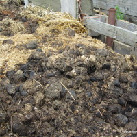 Horse manure hot composting