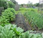 garden manure