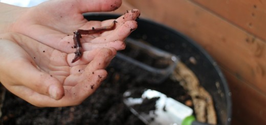 compost education