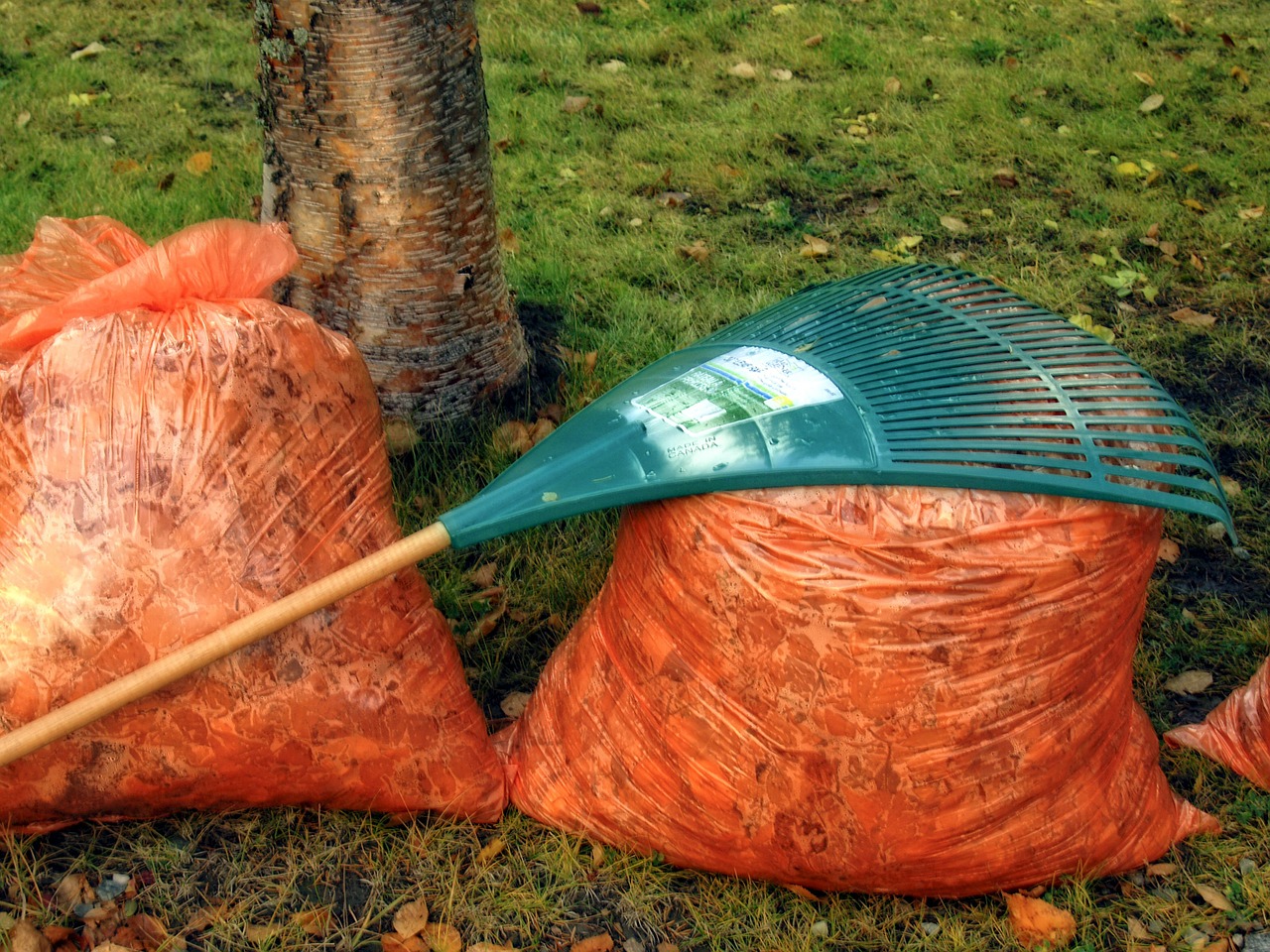 making leaf mould in bags